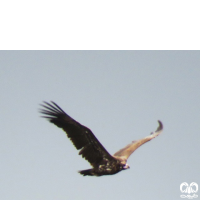 گونه کرکس سیاه Eurasian Black Vulture